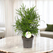 Gardenaria Asparagus falcatus - Pianta da interno ornamentale Altezza: 35 cm (vaso 12)