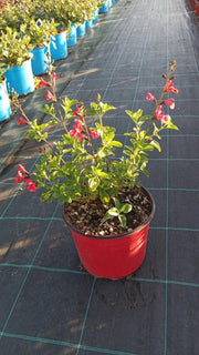 SALVIA ROEMERIANA ROSSO VASO 18