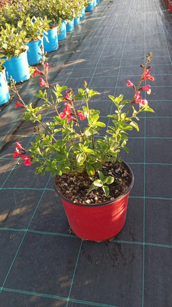 SALVIA ROEMERIANA ROSSO VASO 18