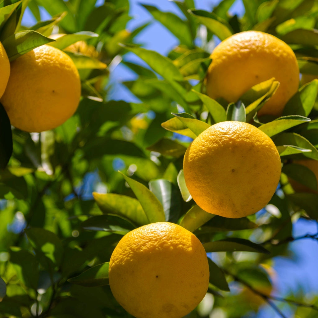 Gardenaria Yuzu - Citrus junos - Pianta di agrume da frutto in vaso Altezza: 60/65 cm (vaso19)