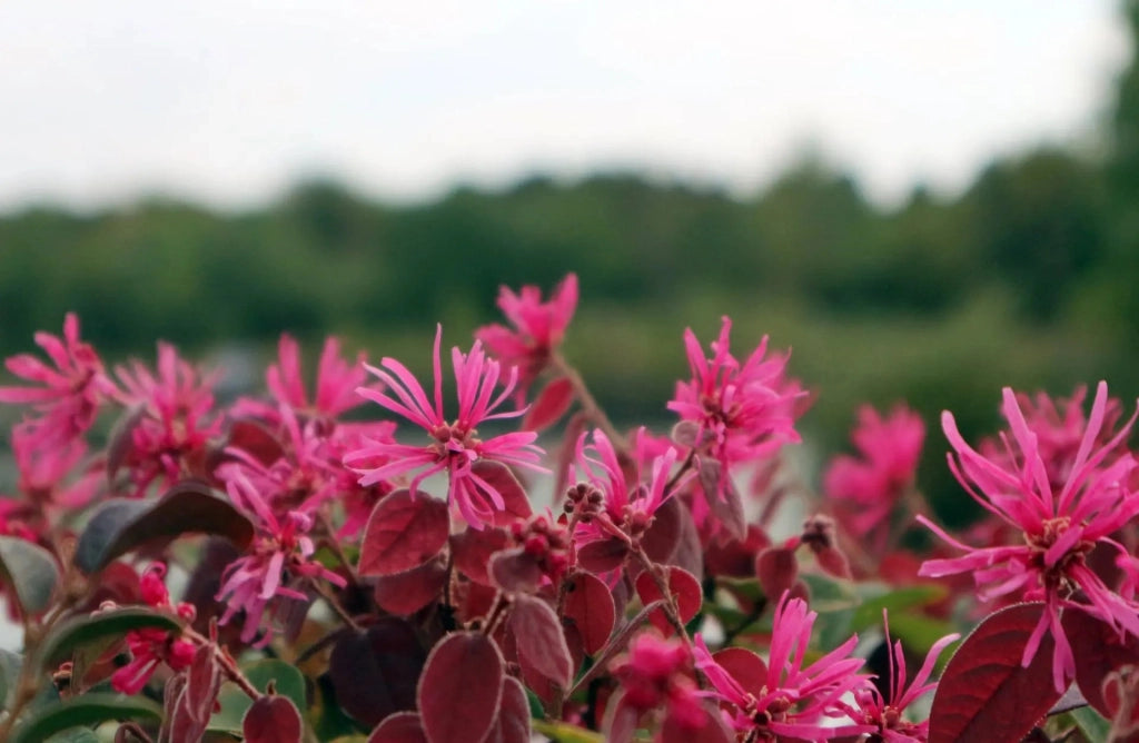 Gardenaria Loropetalum chinense 'Fede' - Arbusto ornamentale da giardino Altezza: 40/50 cm (vaso19)
