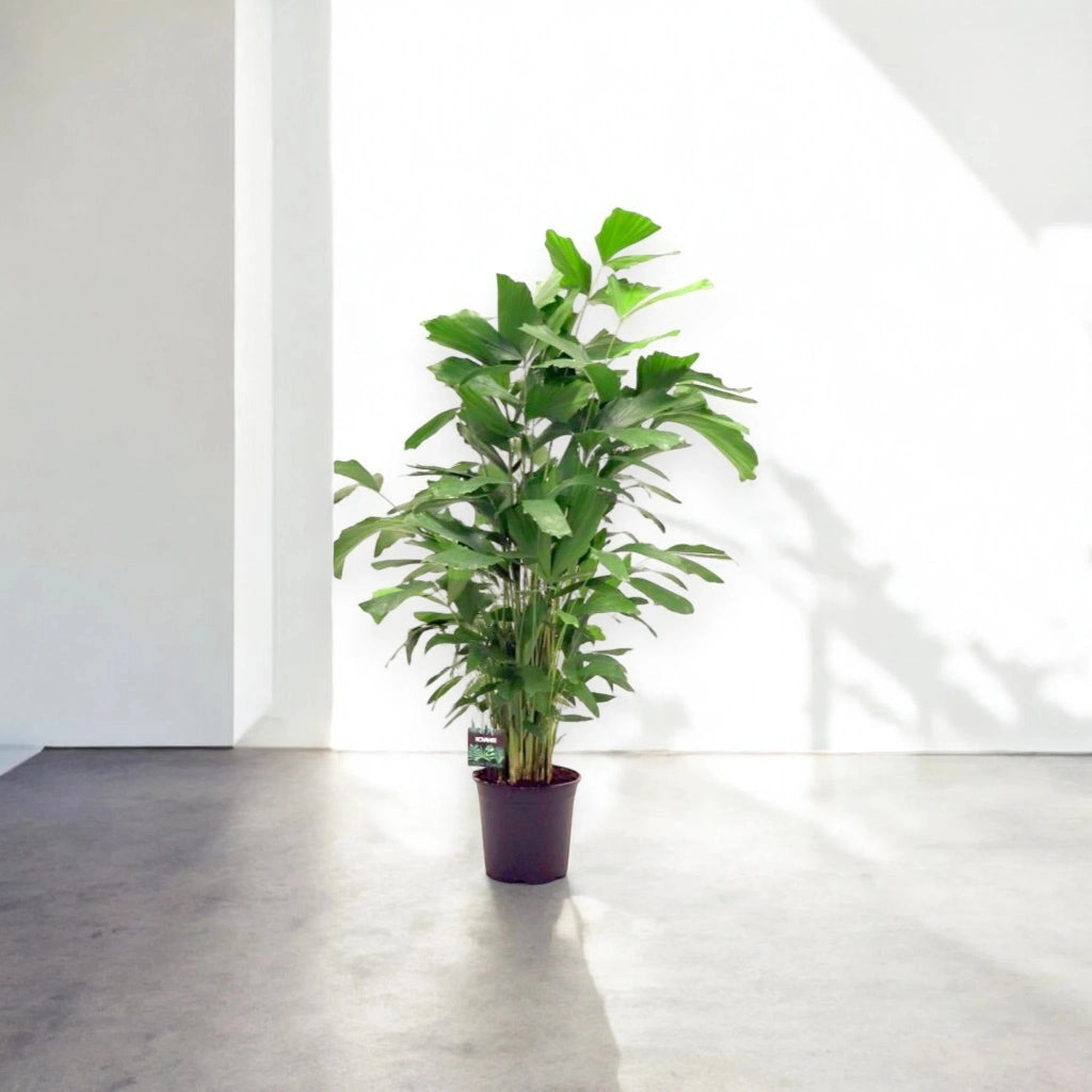 Gardenaria Caryota mitis - Pianta da interno ornamentale Altezza: 110 cm (vaso 21)