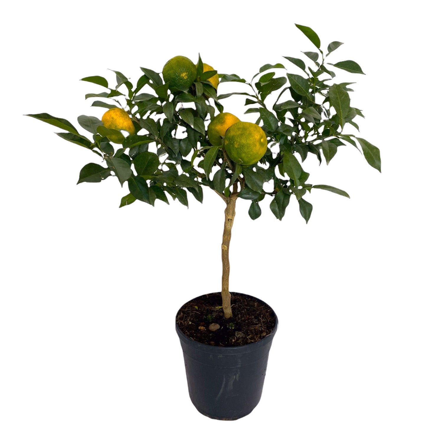 Pianta LIMONE YUZU Citrus Junos Giapponese in vaso 20 cm h60/80cm FOTO REALE