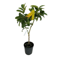 PIANTA ALBERO cedro LIMONE MANO DI BUDDHA VASO20 agrumi di sicilia h60/80cm FOTO