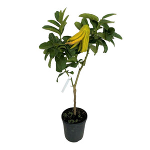 PIANTA ALBERO cedro LIMONE MANO DI BUDDHA VASO20 agrumi di sicilia h60/80cm FOTO