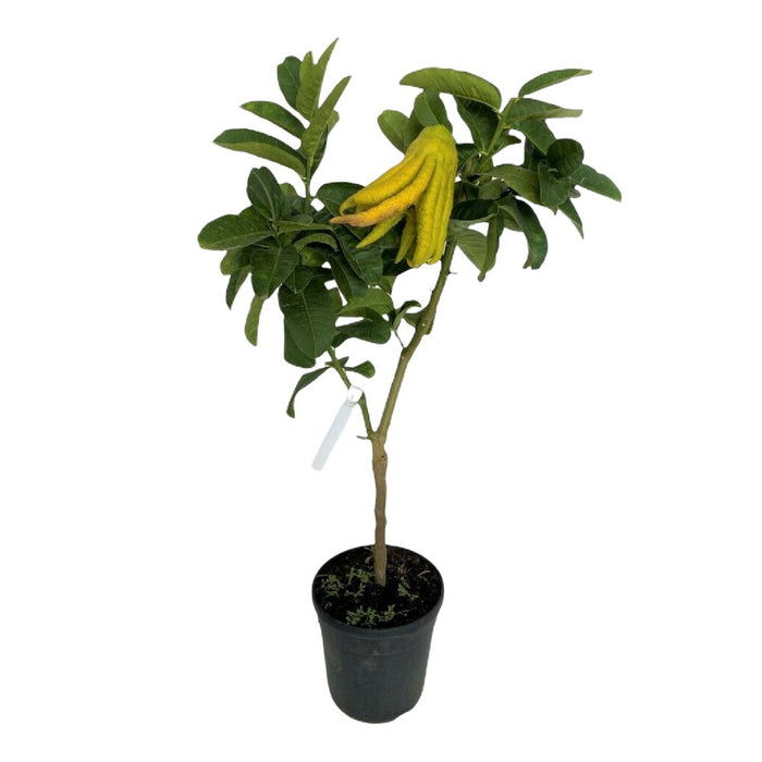 PIANTA ALBERO cedro LIMONE MANO DI BUDDHA VASO20 agrumi di sicilia h60/80cm FOTO