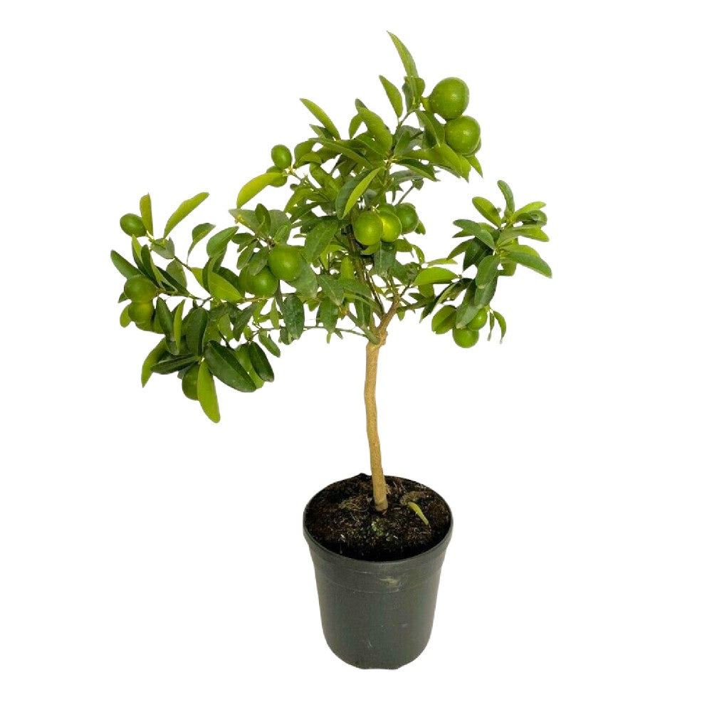 Pianta di CITRUS LIMEQUAT aurantifolia margarita MESSICANO VASO20 FOTO REALE