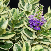 Pianta di HEBE VERONICA fiore viola IN VASO 30 CM FOTO REALE