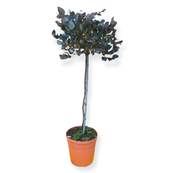 Pianta di LOROPETALUM FIRE DANCE alberello LOROPETALO Alberetto Vaso 20Cm H90CM