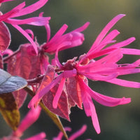 Pianta di LOROPETALUM FIRE DANCE alberello LOROPETALO Alberetto Vaso 20Cm H90CM