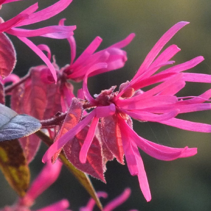 Pianta di LOROPETALUM FIRE DANCE alberello LOROPETALO Alberetto Vaso 20Cm H90CM