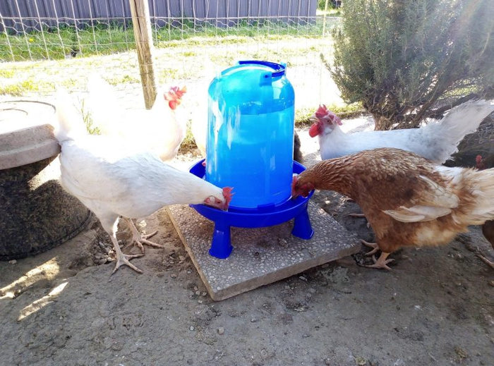 Abbeveratoio a Sifone 10 Litri con Piedini Regolabili per Tutte le Età Avicoli Acqua Pulita Sempre Disponibile Riempimento Senza Sforzo Design Antibatterico