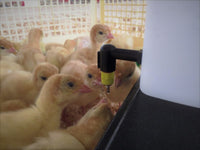 Abbeveratoio Ergonomico 1 Litro per Pulcini: Alta Igiene e Facilità di Uso