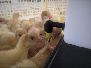 Abbeveratoio Ergonomico 1 Litro per Pulcini: Alta Igiene e Facilità di Uso