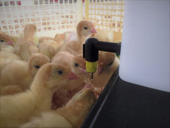 Abbeveratoio Ergonomico 1 Litro per Pulcini: Alta Igiene e Facilità di Uso