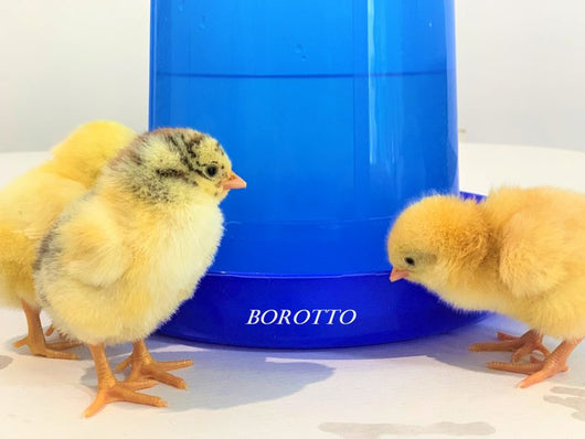 Abbeveratoio Sifone 3 Litri con Manico: Praticità e Salute per Pulcini e Polli