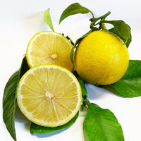 Pianta Albero di BERGAMOTTO IN VASO DA 18 CM Agrumi di Sicilia