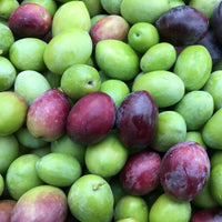 Olivo Biancolilla in fitocella