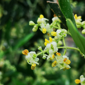 Olivo Biancolilla in fitocella