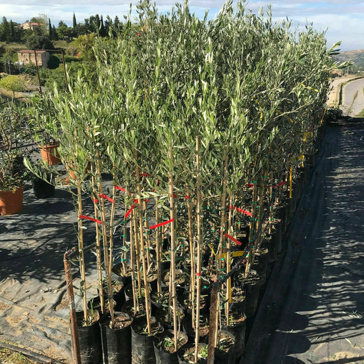 Olivo Noce dell'Etna in fitocella