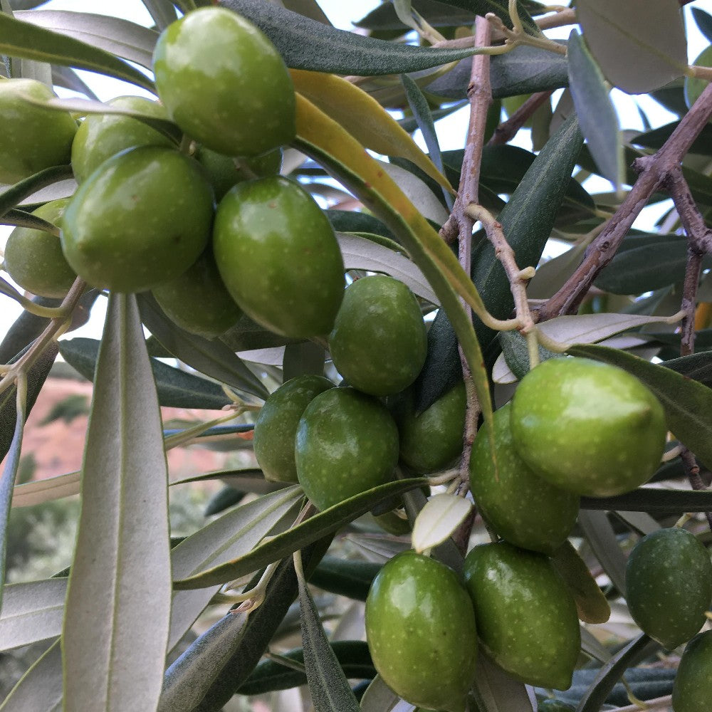 Olivo Carolea in fitocella