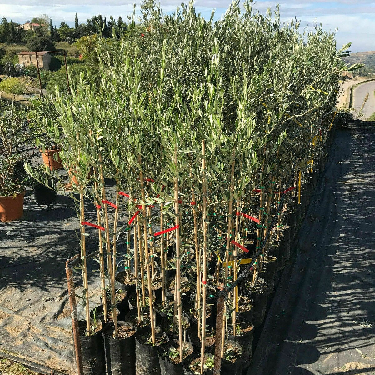 Olivo Carolea in fitocella