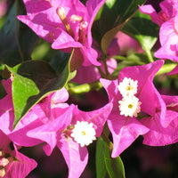 Pianta di BOUGANVILLEA SANDERIANA fiore VIOLA ad alberello in vaso 14 cm
