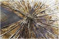 Biscottini Dipinto a mano olio su tela CONCHIGLIE 150