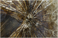 Biscottini Dipinto a mano olio su tela CONCHIGLIE 150