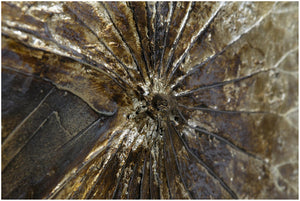 Biscottini Dipinto a mano olio su tela CONCHIGLIE 150