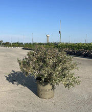 Gardenaria Abelia grandiflora 'Confetti' - Arbusto ornamentale da giardino Altezza: 50 cm (vaso 24)