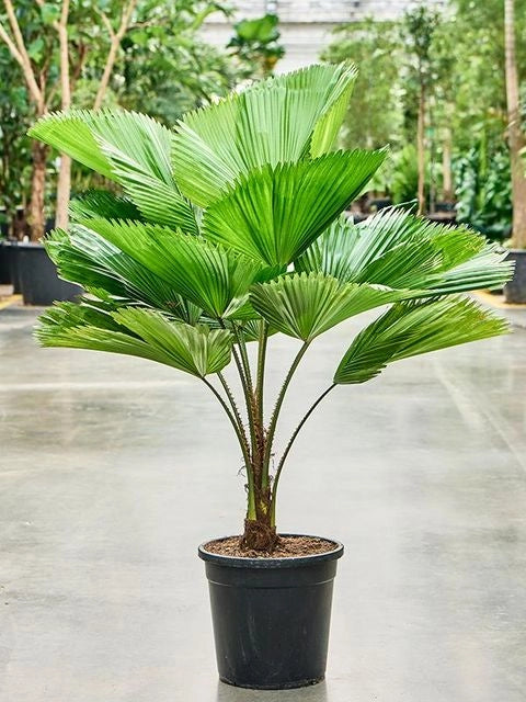 Licuala grandis h 120 cm in vaso 45 cm palma tropicale ornamentale