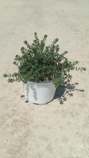 WESTRINGIA FRUTICOSA (ROSMARINO AUSTRALIANO) BIANCA VASO 18