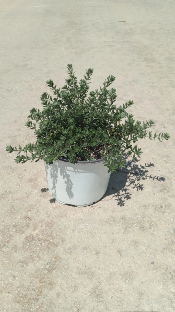 WESTRINGIA FRUTICOSA (ROSMARINO AUSTRALIANO) BIANCA VASO 18