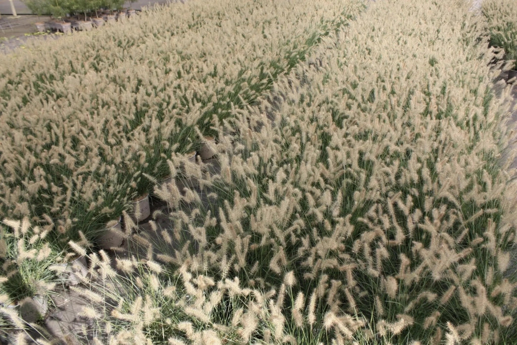 Gardenaria Pennisetum alopecuroides 'Little Bunny' - Graminacea ornamentale da esterno Altezza: 100 cm (vaso 24)
