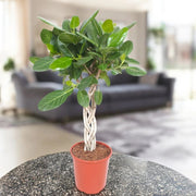 Gardenaria Ficus benghalensis - Pianta da interno ornamentale Altezza: 130 cm (vaso 30)
