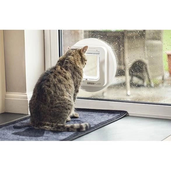 lembo Microchip cat