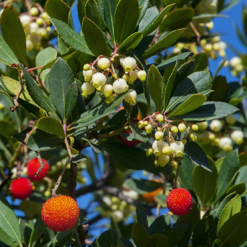 Pianta Albero di CORBEZZOLO ad alberello ARBUTUS UNEDO IN vaso 20 cm FOTO REALE