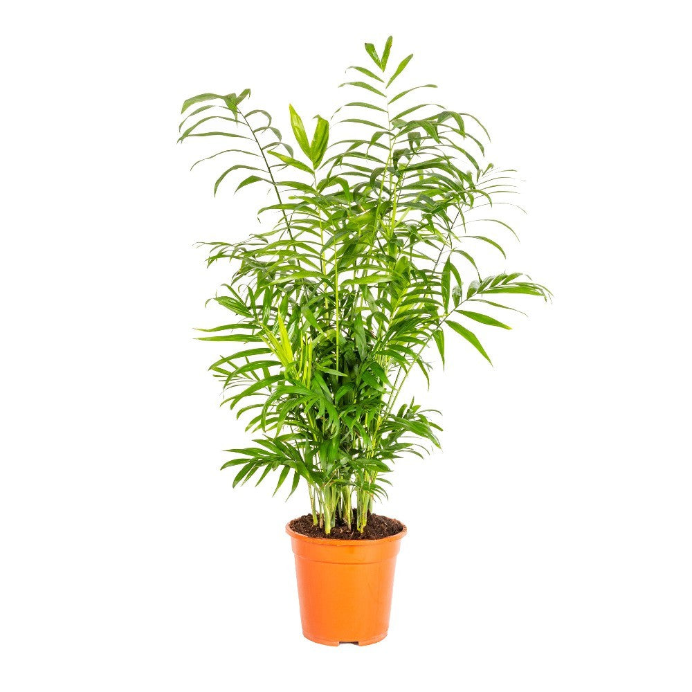 Pianta di CHAMAEDOREA ELEGANS pianta da interno palma piccola IN VASO 17 CM