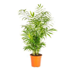 Pianta di CHAMAEDOREA ELEGANS pianta da interno palma piccola IN VASO 17 CM