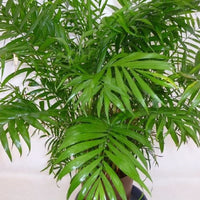 Pianta di CHAMAEDOREA ELEGANS pianta da interno palma piccola IN VASO 17 CM