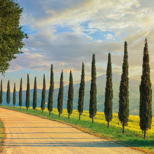 Pianta Albero di CIPRESSO TOSCANO SEMPREVIRENS PIRAMIDALE vaso 17 cm FOTO REALE