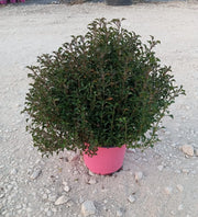 ALTERNANTHERA PURPLE VASO 18
