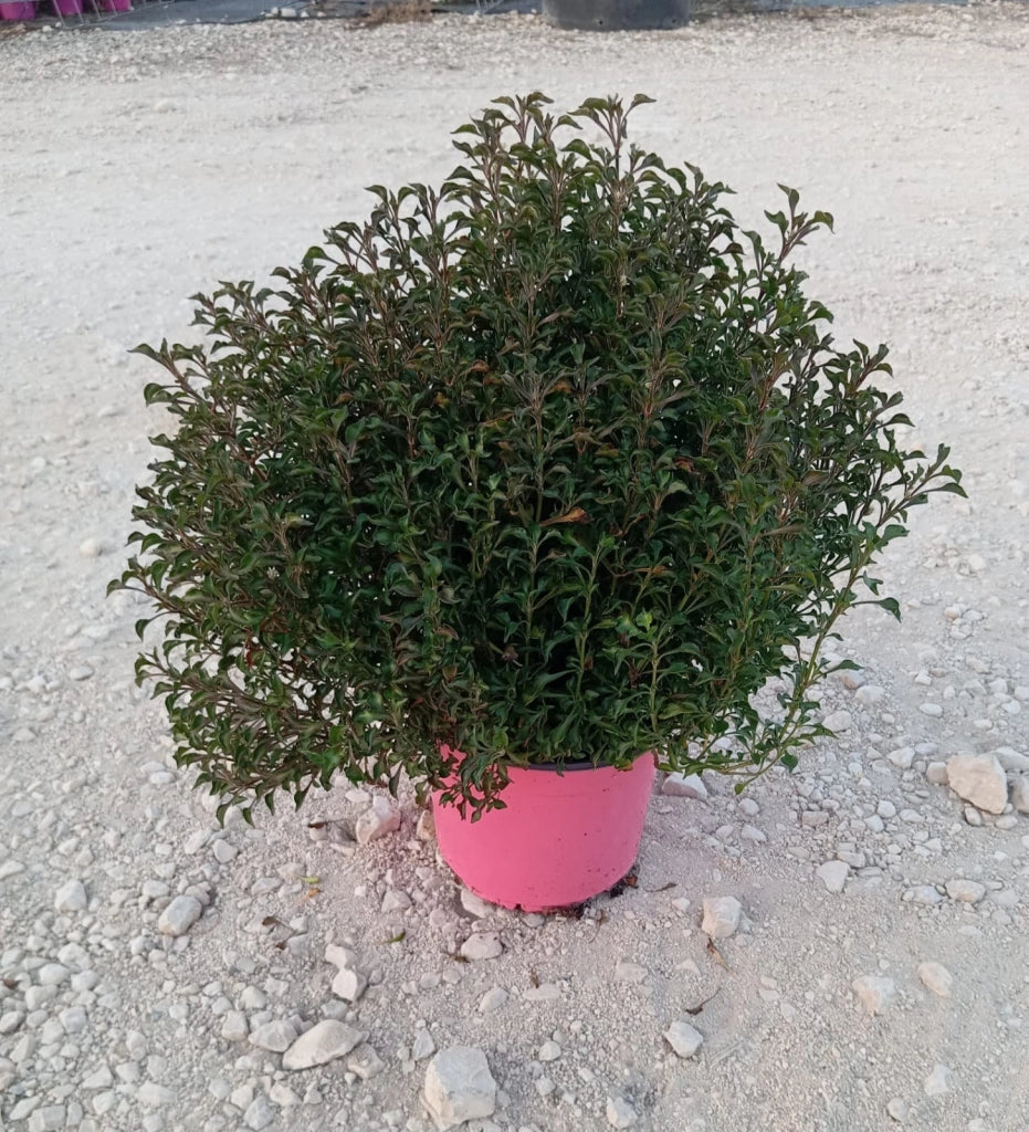 ALTERNANTHERA PURPLE VASO 18