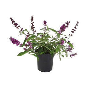 Pianta di BUDDLEJA BLU fiore Albero delle farfalle h40cm IN VASO 16 FOTO REALE