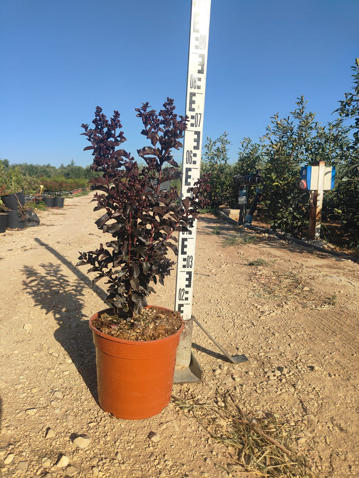 LAGERSTROEMIA BLACK DIAMOND VASO 24 h 70CM