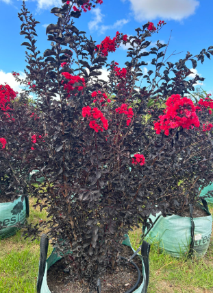 LAGERSTROEMIA BLACK DIAMOND VASO 24 h 70CM
