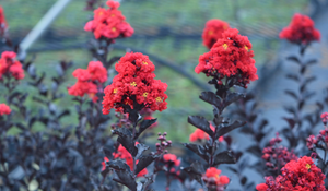 LAGERSTROEMIA BLACK DIAMOND VASO 24 h 70CM