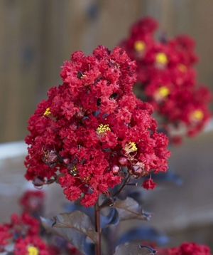 LAGERSTROEMIA BLACK DIAMOND VASO 24 h 70CM
