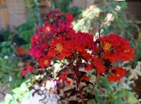 LAGERSTROEMIA BLACK DIAMOND VASO 24 h 70CM